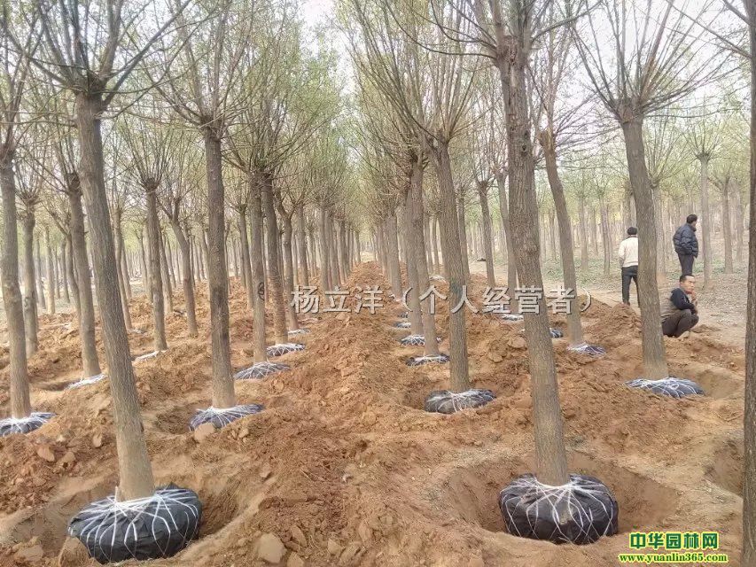 (gu)(gu)l(f)(gu)(sh)ľ