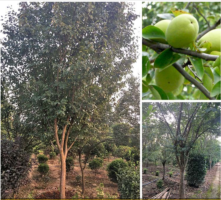 ľϺĻ؈DƬľϺărľ܎ľ