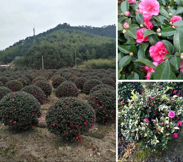 ľ܎÷÷rDƬꖾGľ