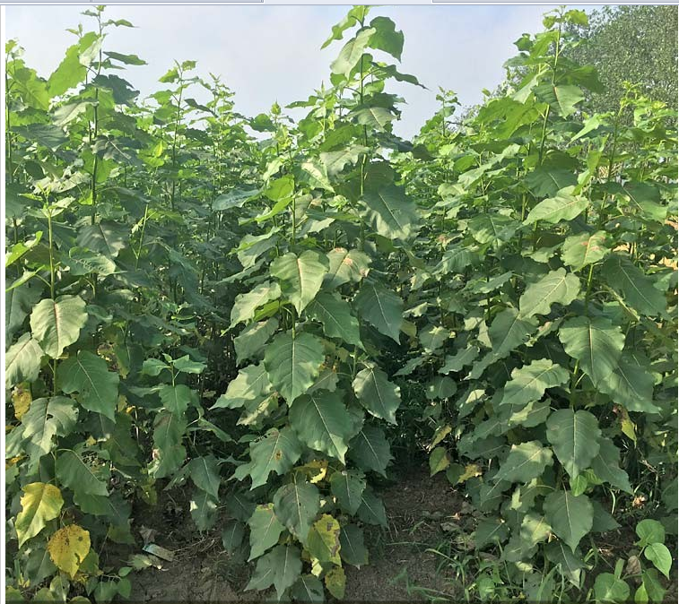 (yng)׏1~15ֱN(yng)ľ܎@