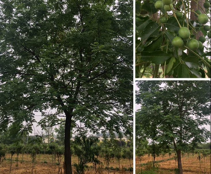 ľ܎鬻ء׏3-20ֿ鬘r񅢿