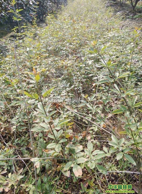 50CMSܰ50CMӭѩ50CMӭ