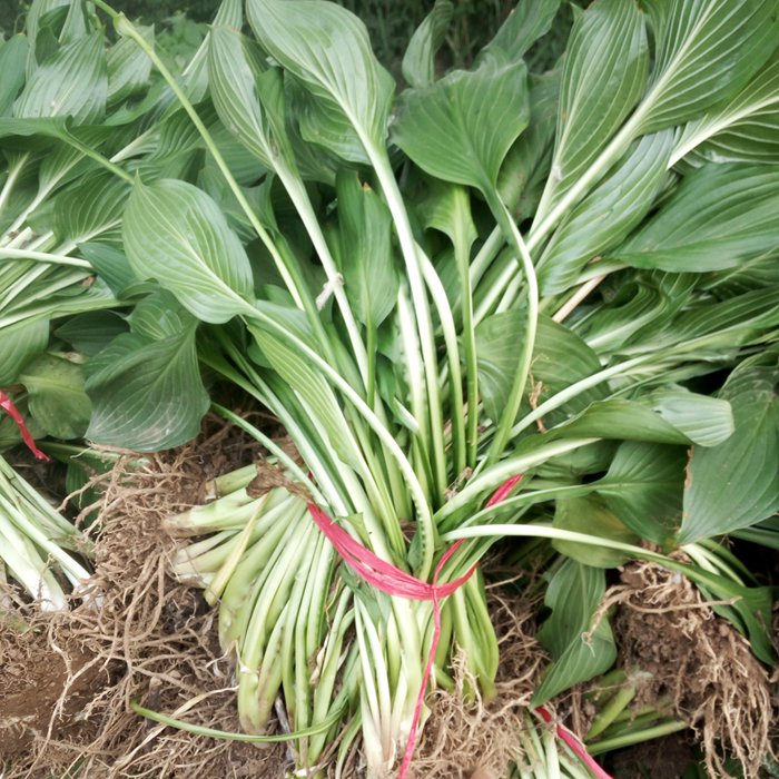 玉簪青葉玉簪花木