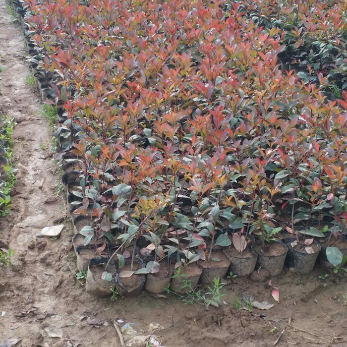 t~ʯСt~ʯ骹t~ʯ骱