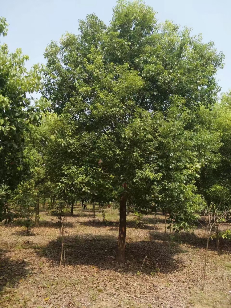 香樟、香樟樹、樟樹苗木