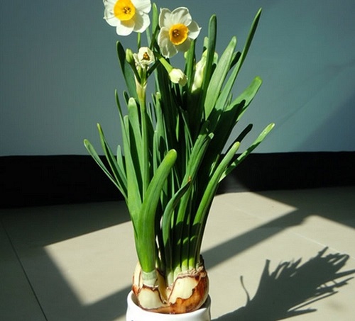 ܷNˮɡٺϡѡ피tȿf