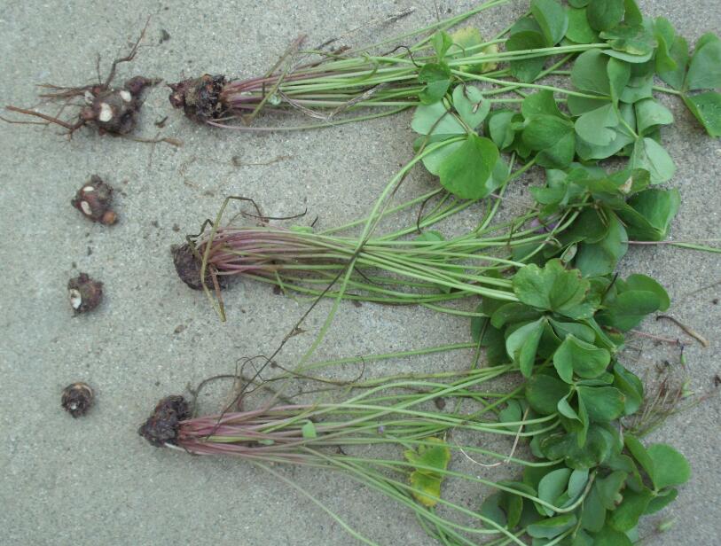 ~m{ݡG~muݷN򡢼t~t{