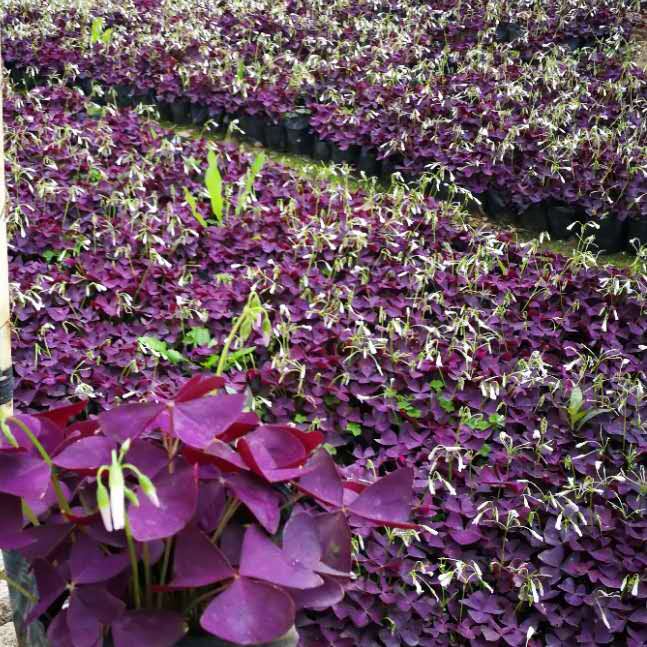 Լ~{ݡG~m{ݡ~tuݡ~mu