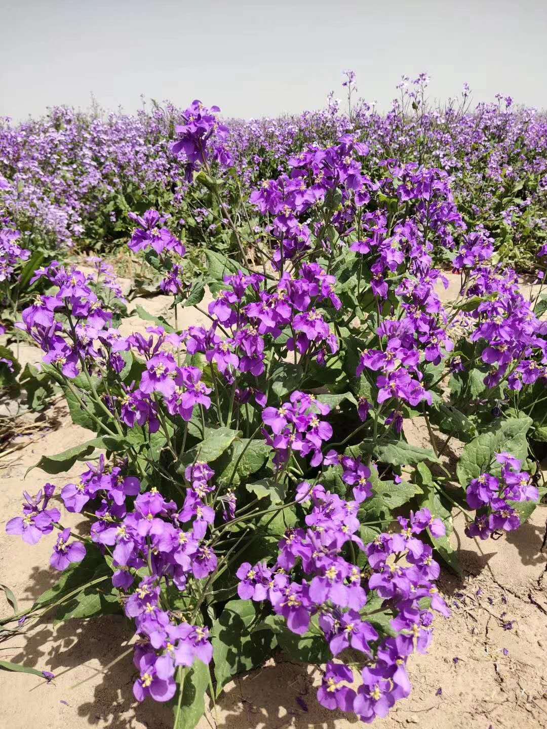 紺ܶmm桢^p˻mȷNӿfȫ