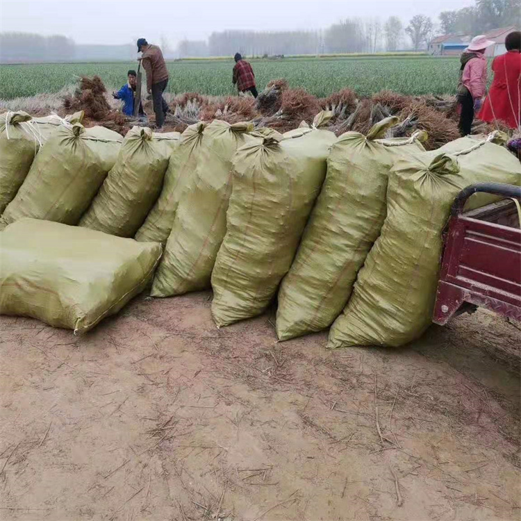 ͺͺ͝뻱0.3-1ҳɻʸ