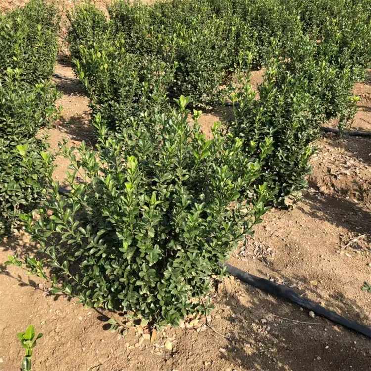 ڷ50-80-100ҵĴ~Slìļ