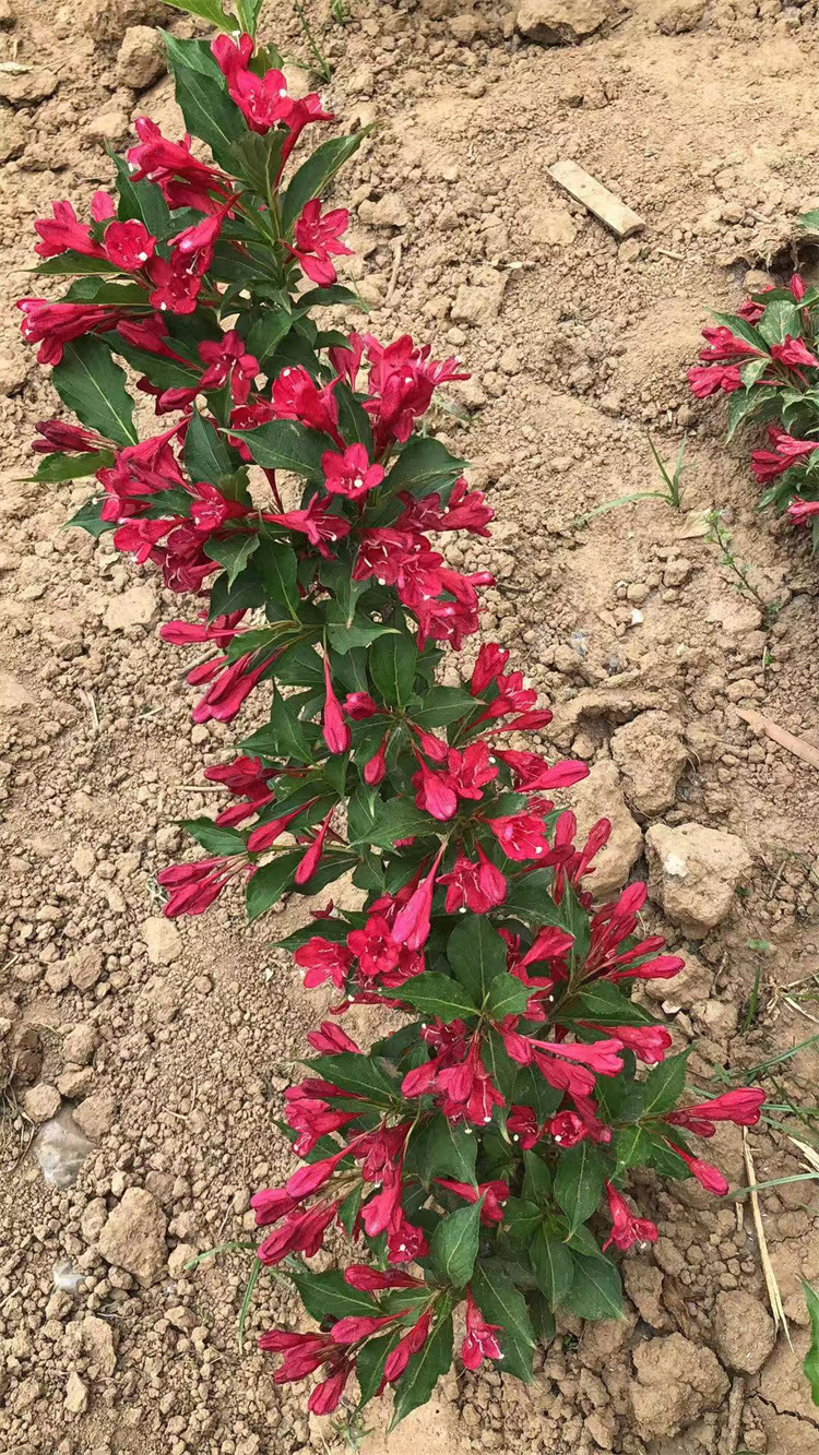 10-50-100Ҹ߶໨ľt\^pԏ