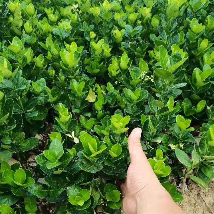 ͺͺ10-20-50-80ָ߱S