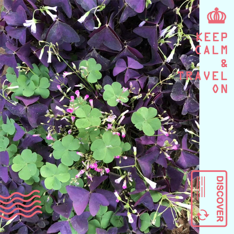 Сᭇ󼪴~եuݡ~̦^pԺ