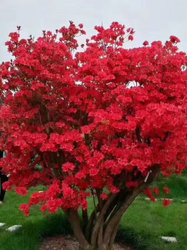 Ұӳɽtɡ_hɡޱ͹𻨘