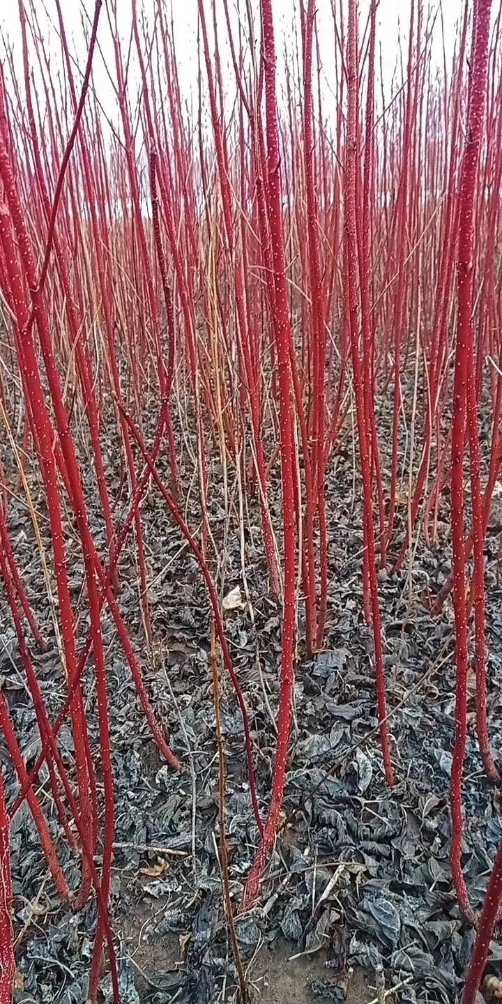 tľr(ji)񡢼tľDƬtľa(chn)