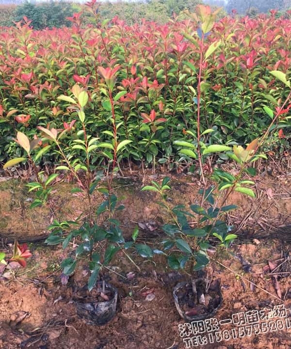 50ּt~ʯ骴r50ּt~ʯXһ