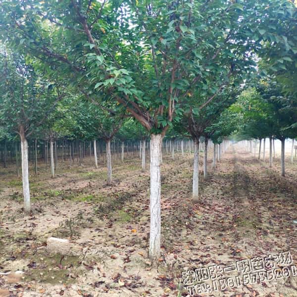 ؏3֙ѻľr(ji)3֙ѻ(sh)X(qin)һ