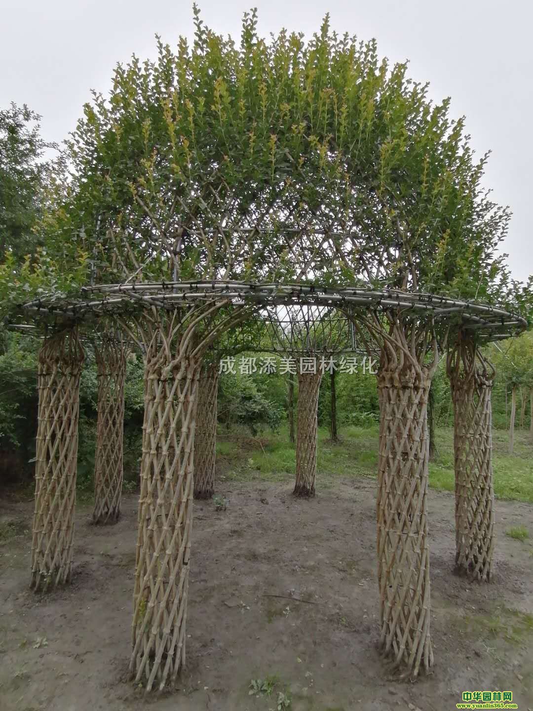 ޱɹŰޱͤӡޱ͡سۡʽ