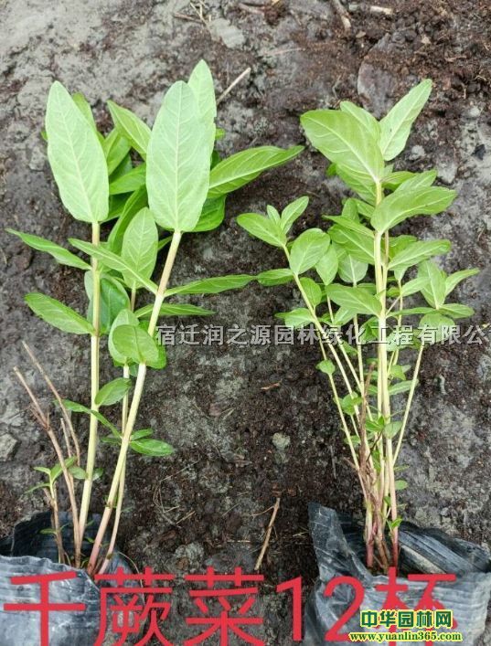 ǧˡǧ˻ľǧ˸߶20-60