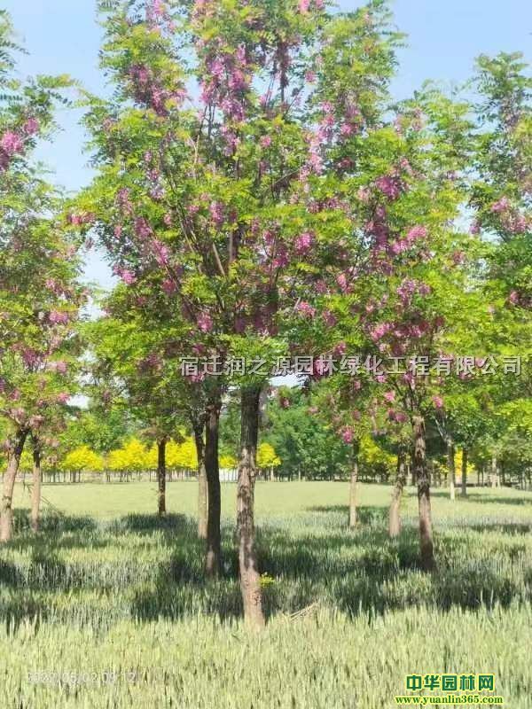 (yng)l(f)50-150㻨ľ