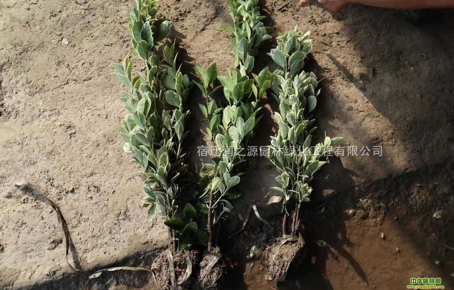 ꖽ߅SСء߅SС20-80