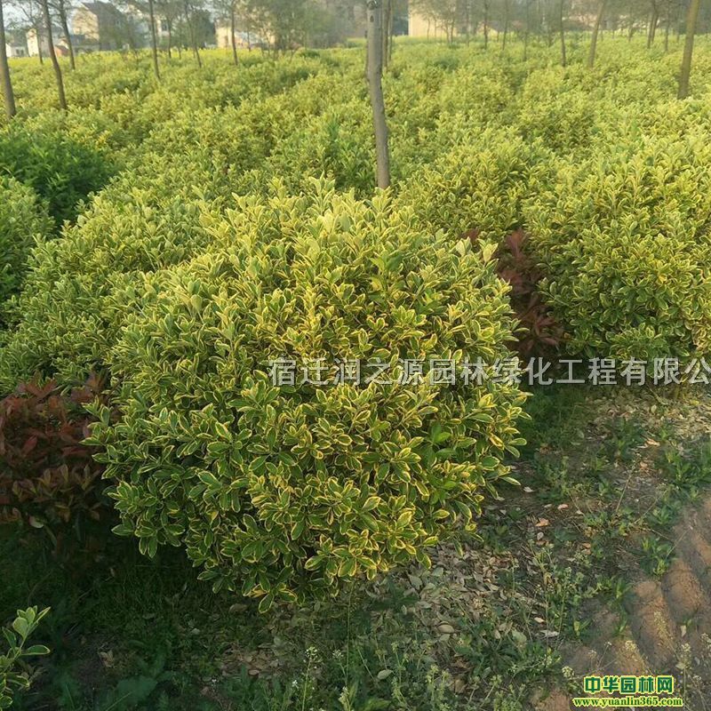 ꖽ߅S򡢽߅SG硢߅S