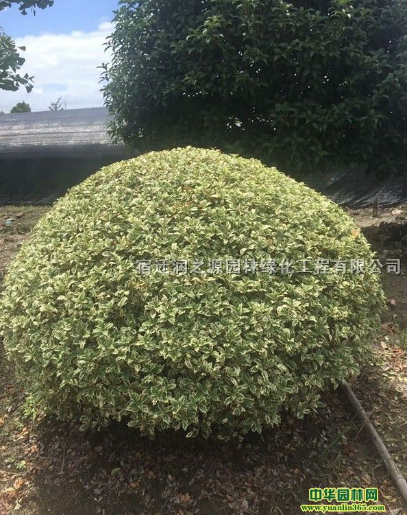 (yng)Ʒ߅S򡢸NҎ(gu)񡢵̓r(ji)