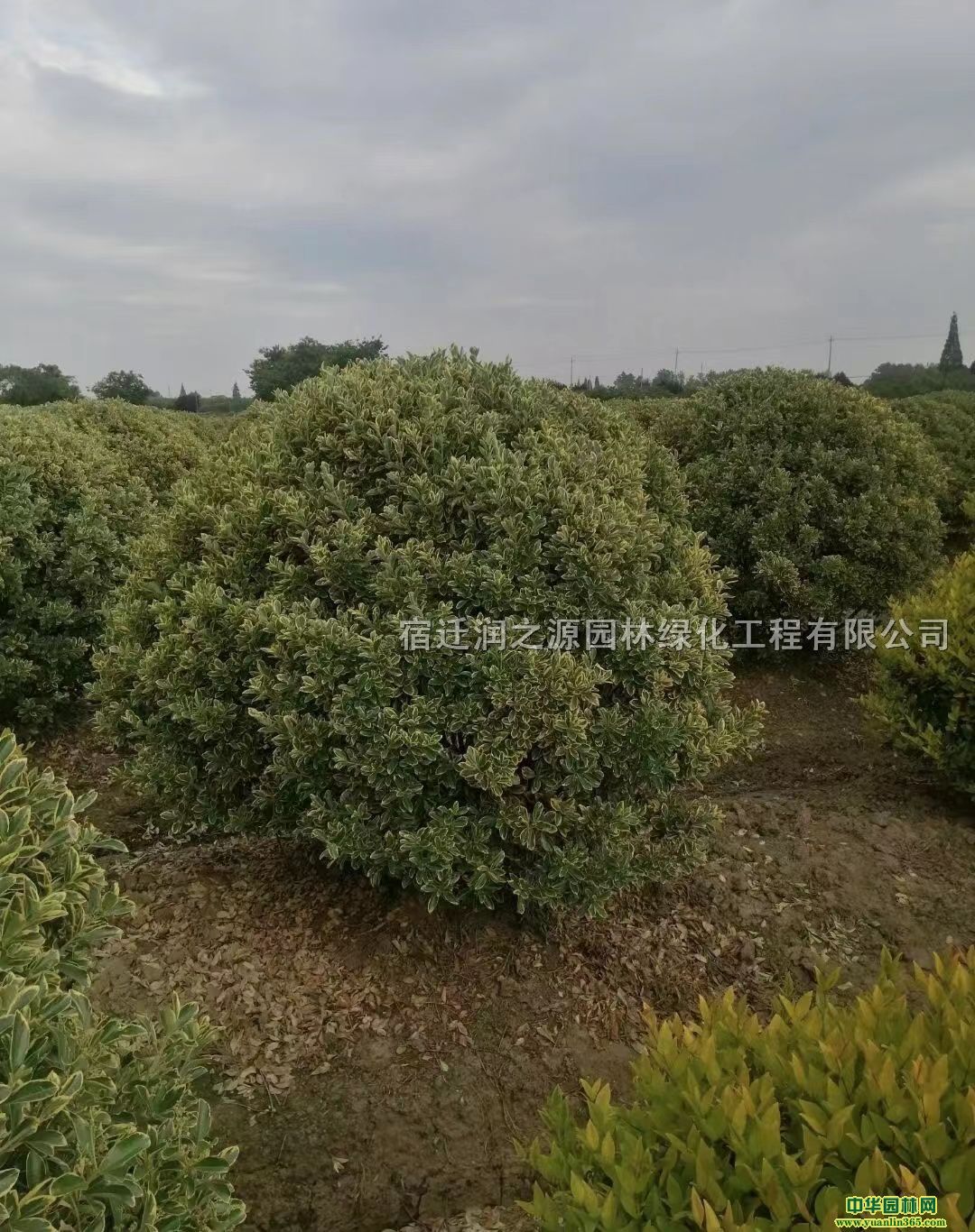 (yng)߅Sľ50-70ֹڷ߅S