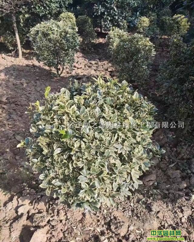 1-4m߅S򡢸1-4m߅SֱN