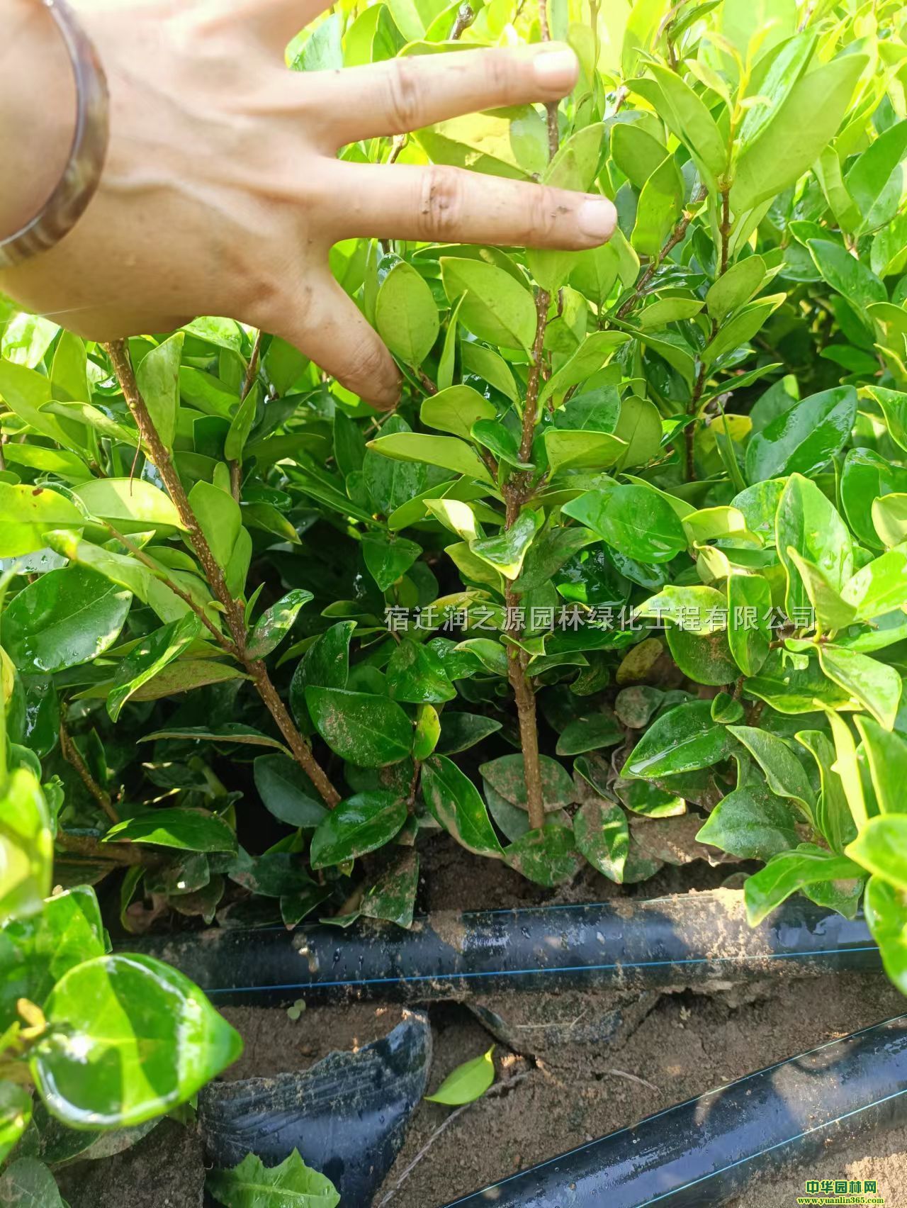 ؏0.8ֽɭŮؑɭŮؑa(chn)