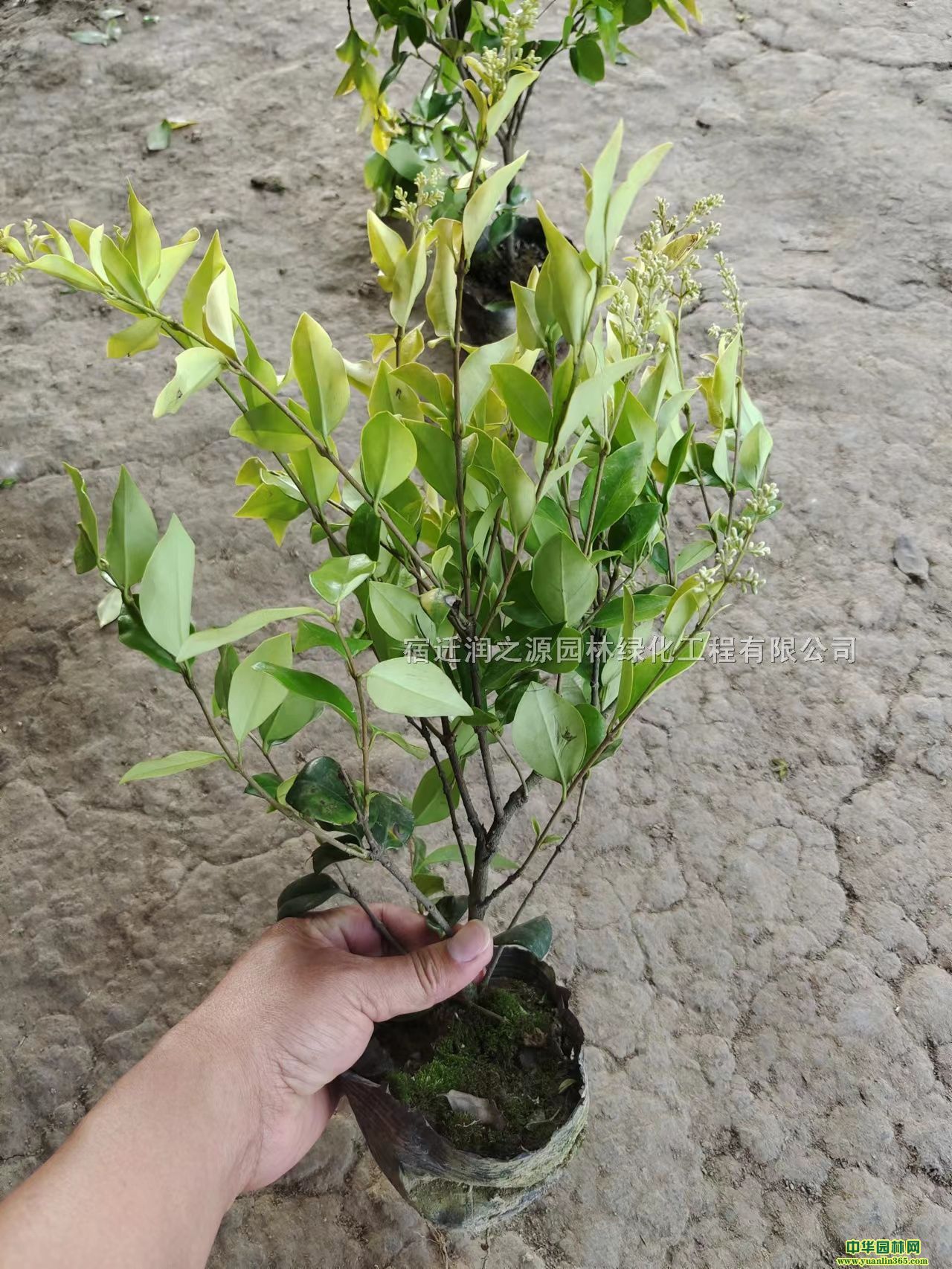 ߶50ֽɭŮؑ؏0.5ɭŮؑ