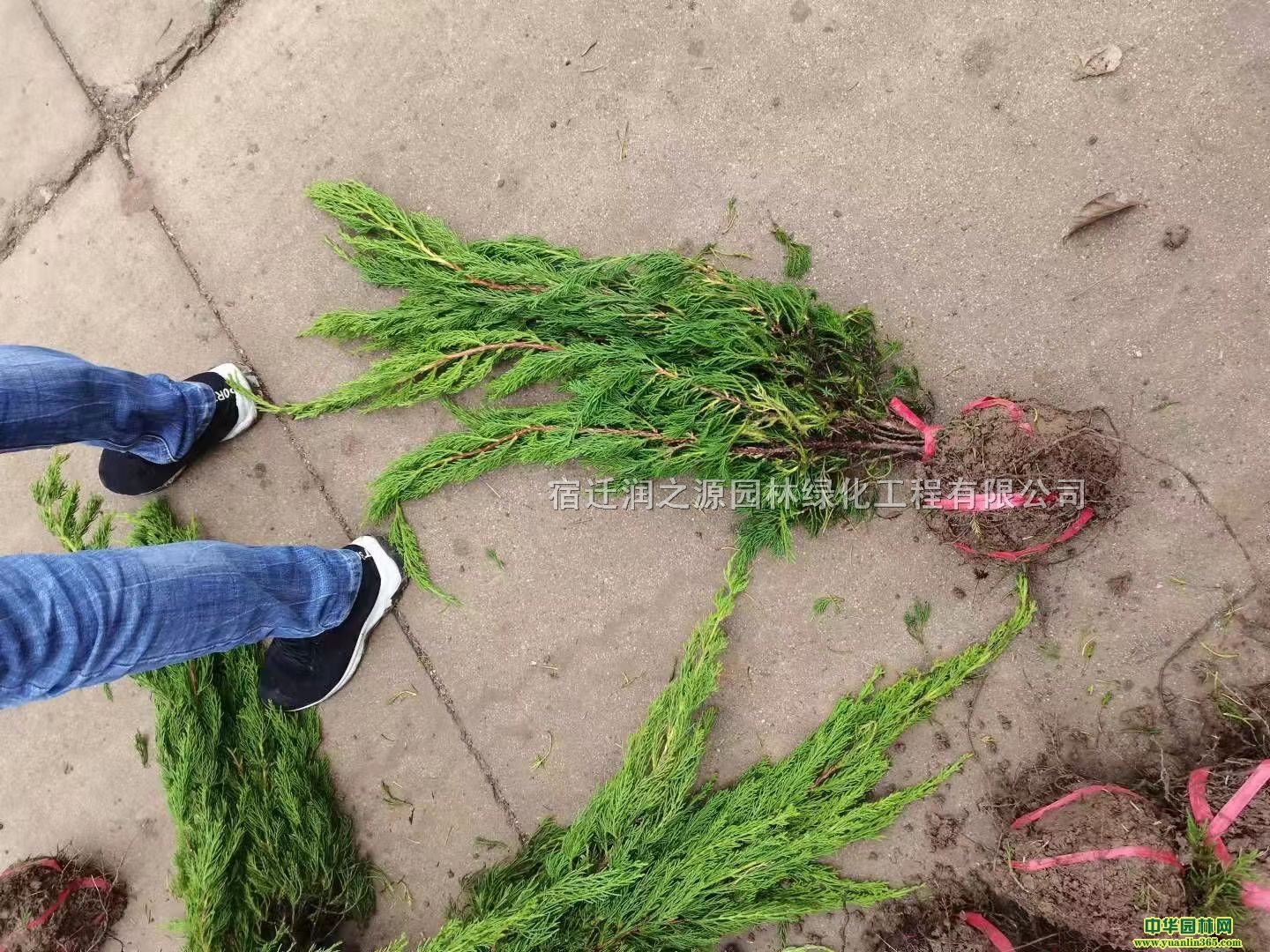 K20С؃r߶40С؃rССrֵ