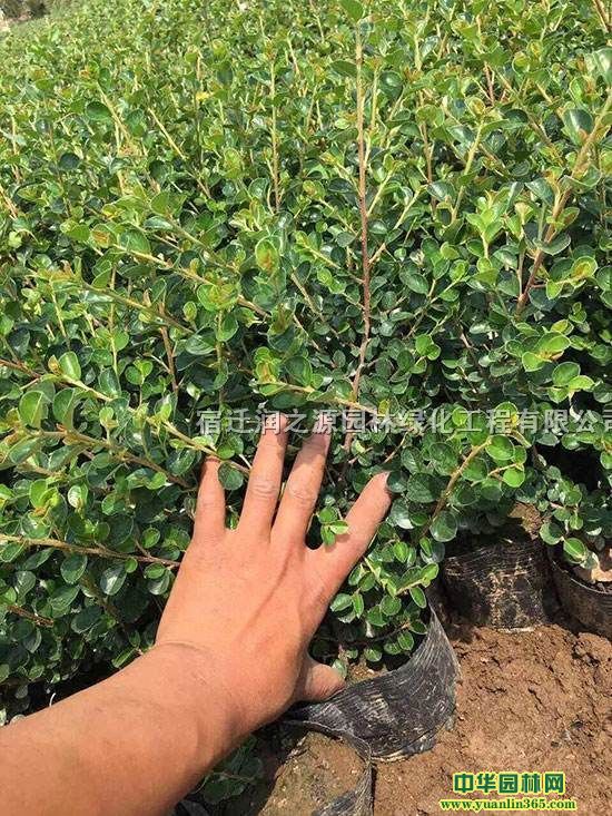 ƽ֦ľ-ƽ֦ӈDƬ-ƽ֦ӷNֲ