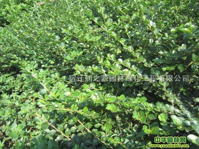 ƽ֦ľ-ƽ֦ӈDƬ-ƽ֦