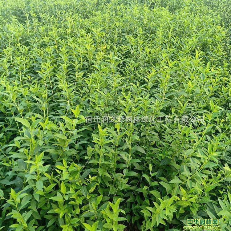 ƽ֦Сƽ֦3050ƽ֦Ӯa