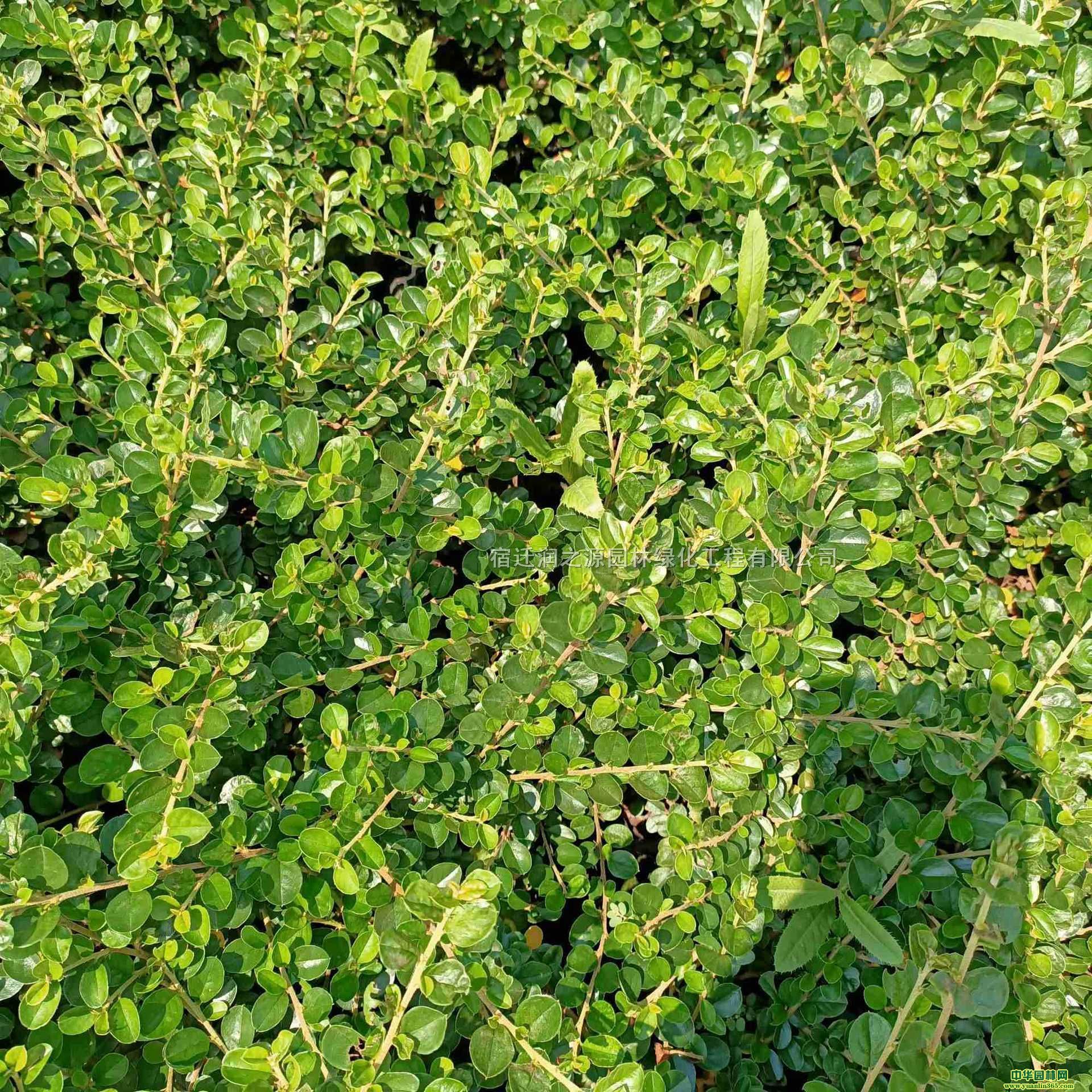 ꖴƽ֦ӾGƽ֦Ӄr