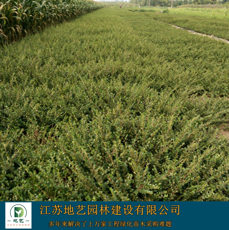 ƽ֦-ƽ֦ӈDƬ-ƽ֦ӷNֲ