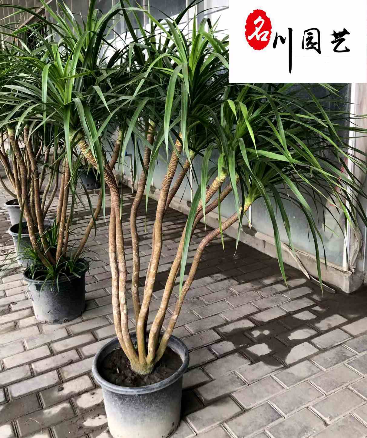 ѪGľlɶ;Gֲ[Ѫr񃞻