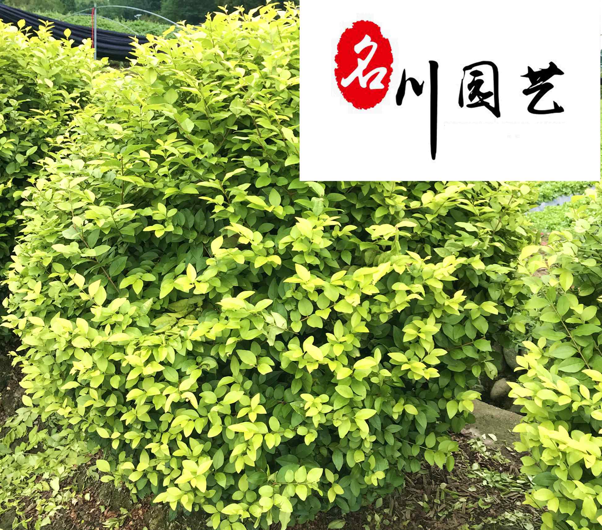 ~Ůؑ60-200־ƷF؛~Ůؑr