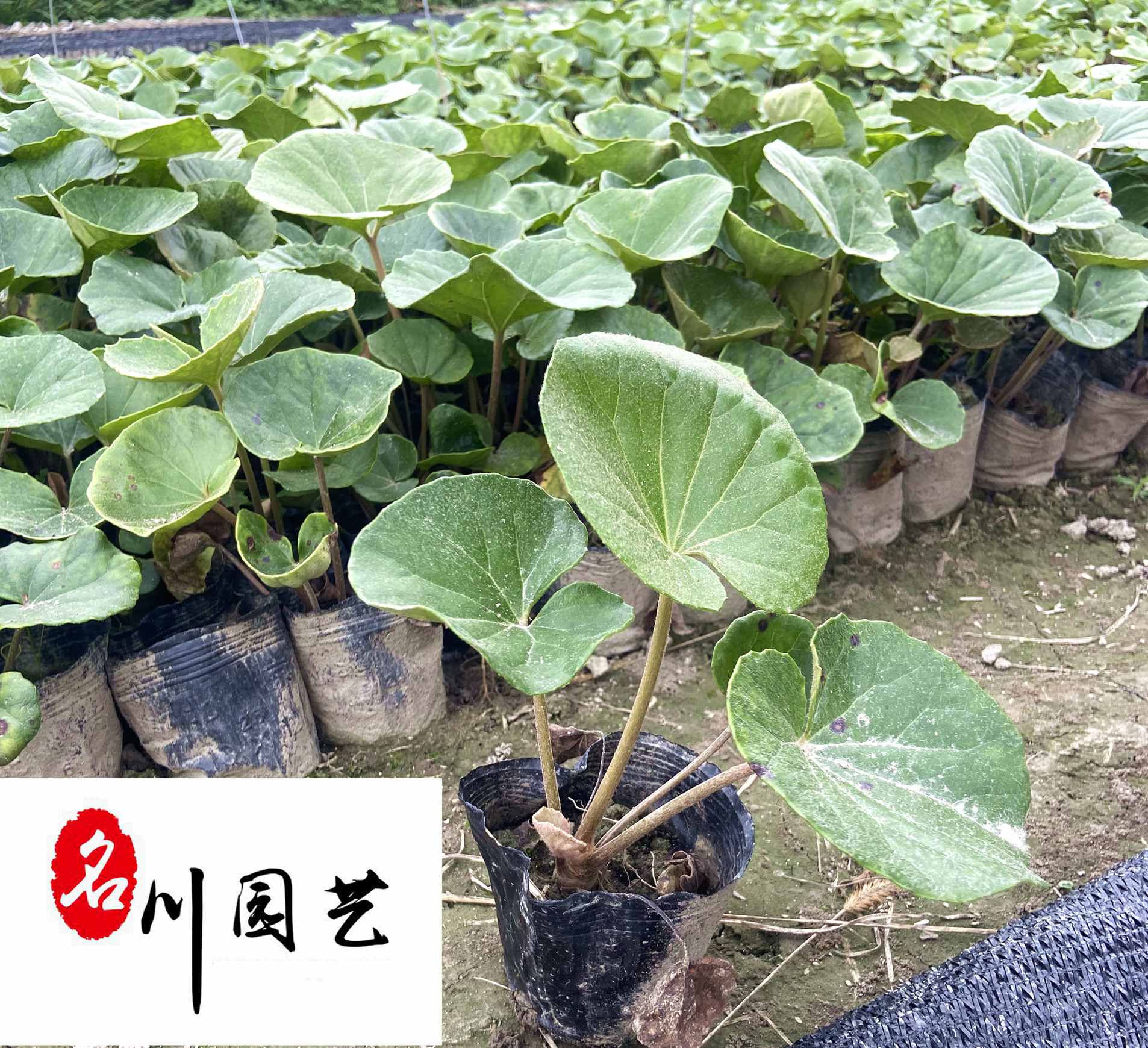 LֱN|ͥԺ@־G硢r