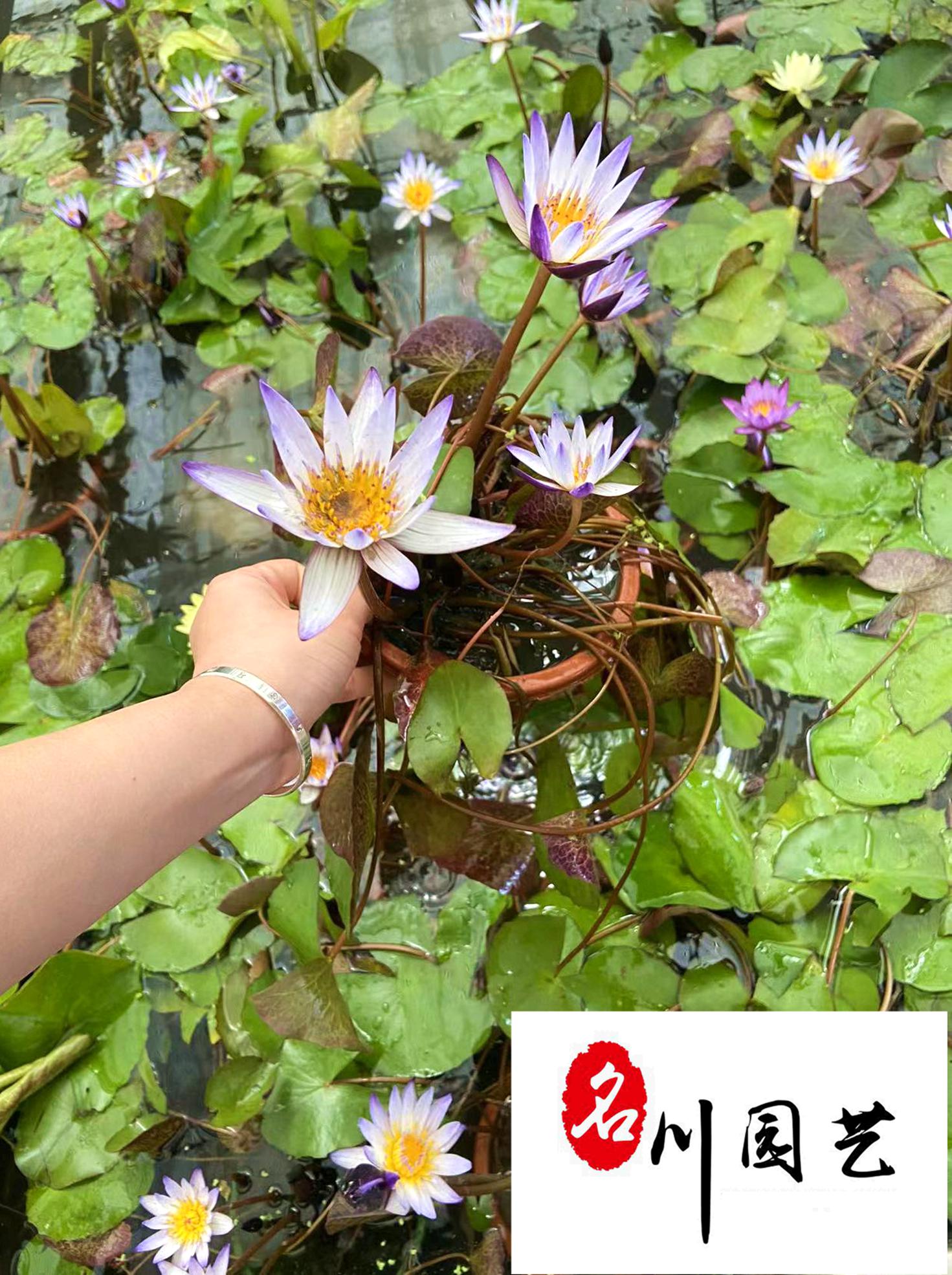 ˯ɏֱɶˮֲl|˯ɏ繩