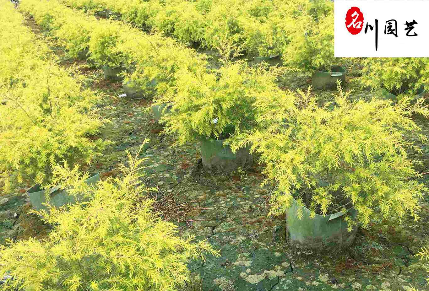 ǧӽԮaNɶľlSr