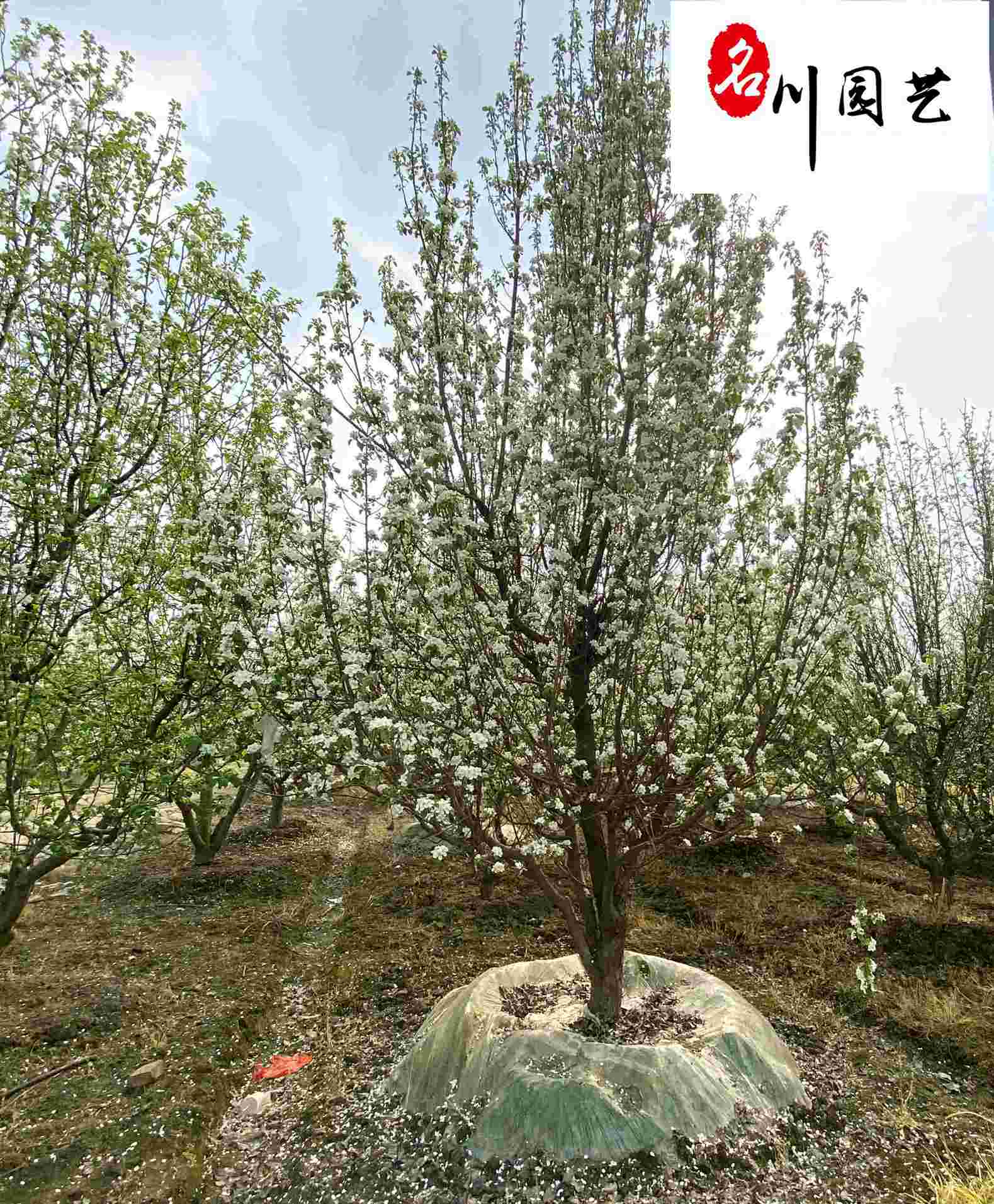 躣ľֱ8-20ְ躣ġrλ