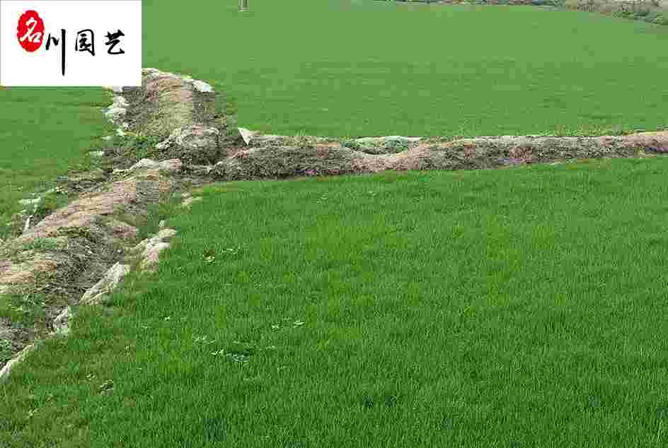 ɶ_̖ƺNֲԮaN_̖݃r