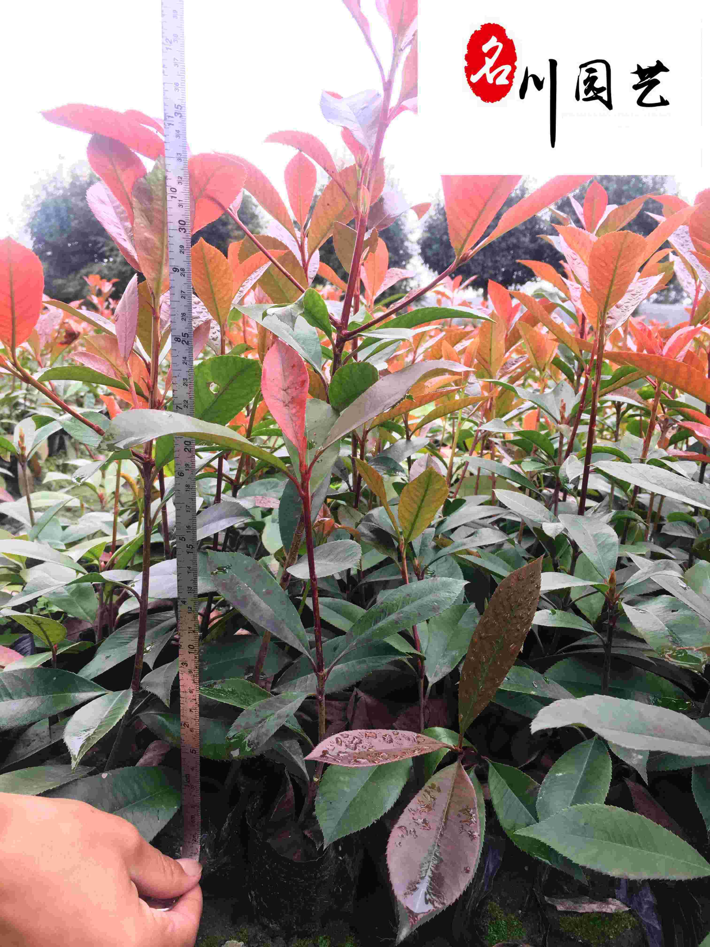 ۃ(yu)|t~ʯ骹̾G硢ԮaN(yu)