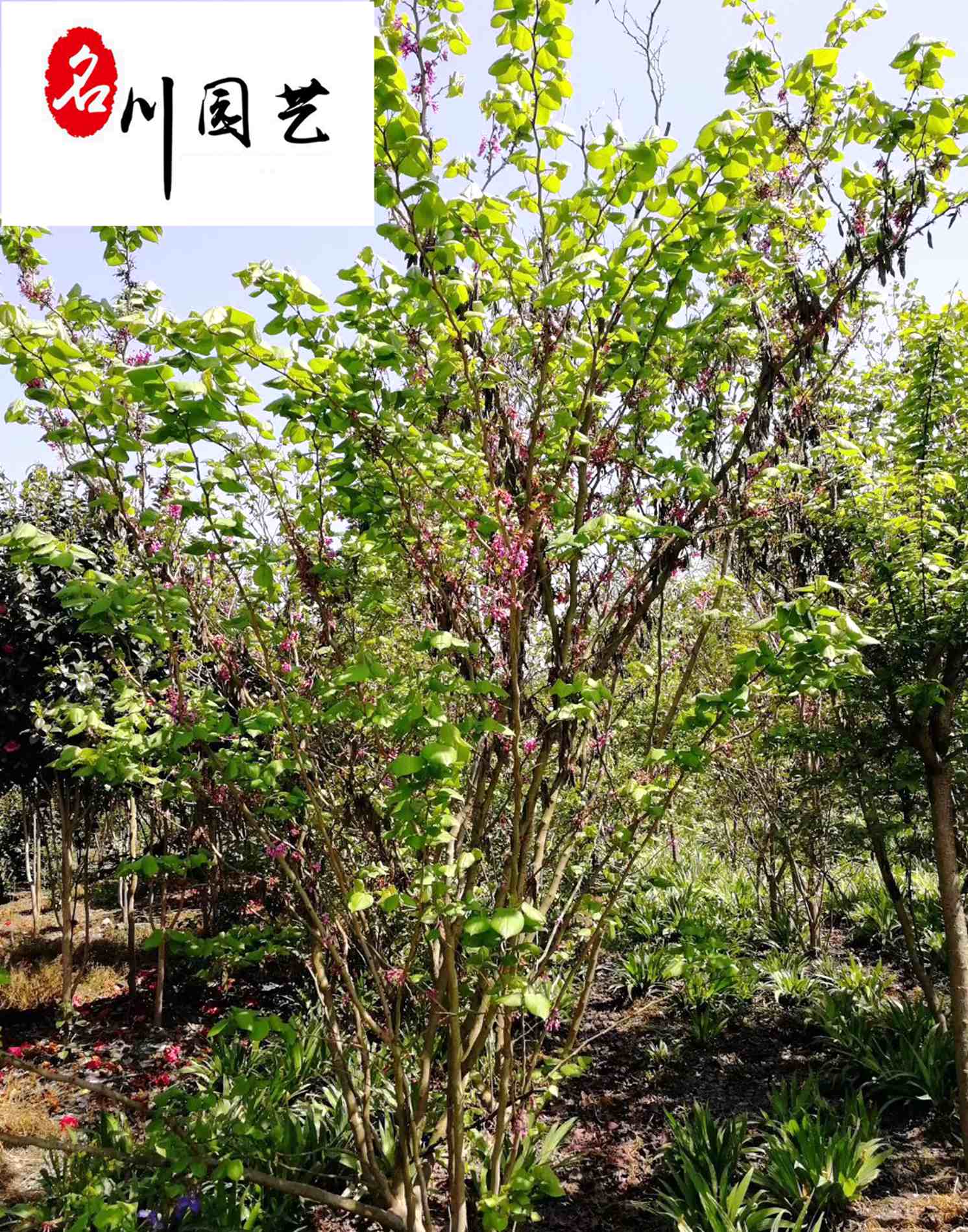 GԻֱNΗUGl8-15ػ݃r