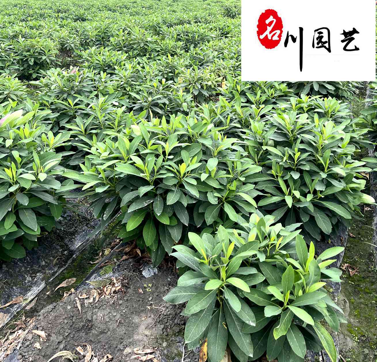 Y(ji)㹤l(f)ɶY(ji)Իֱr(yu)