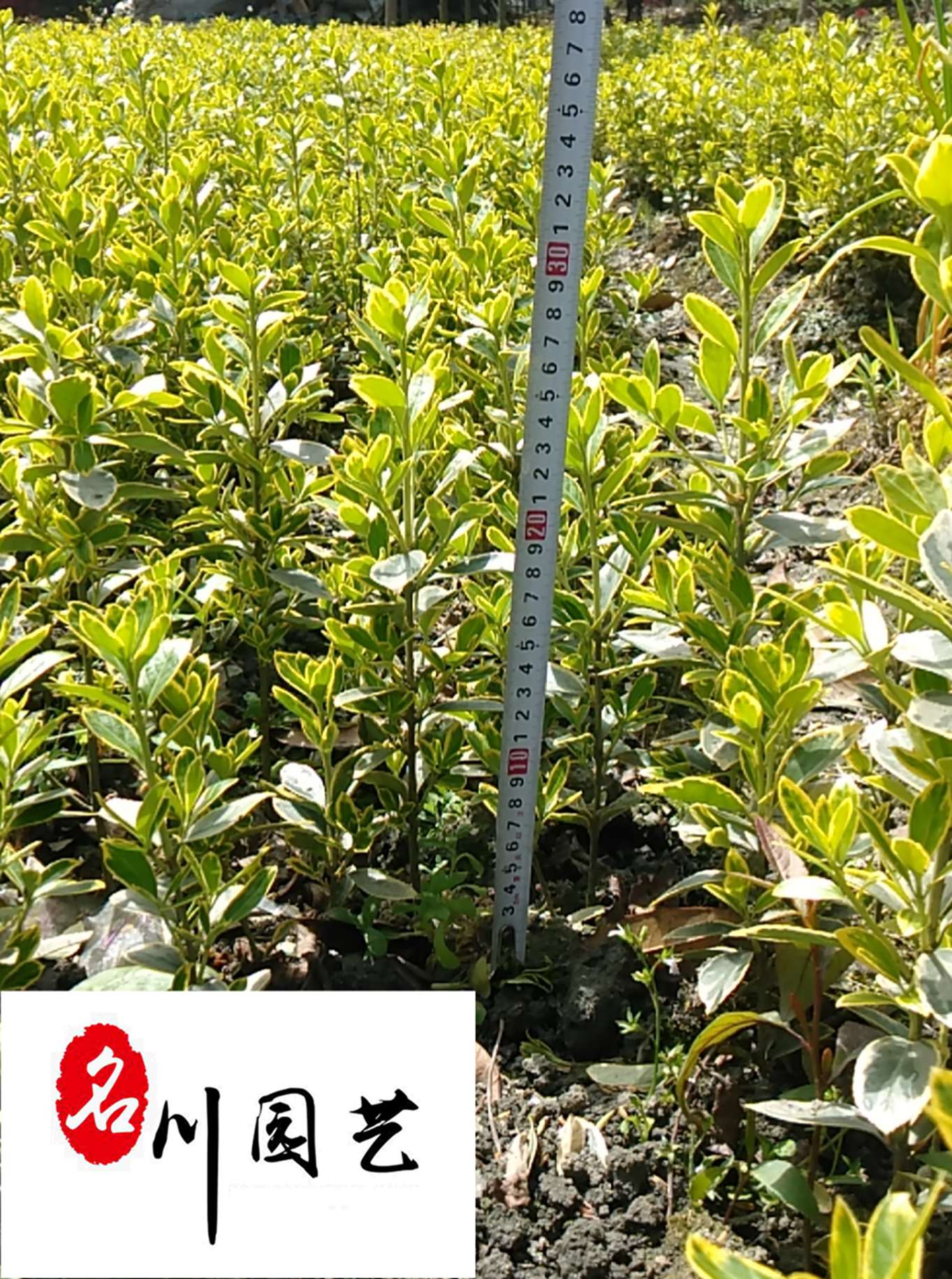 ߅S߅Sr30-50߅Sr