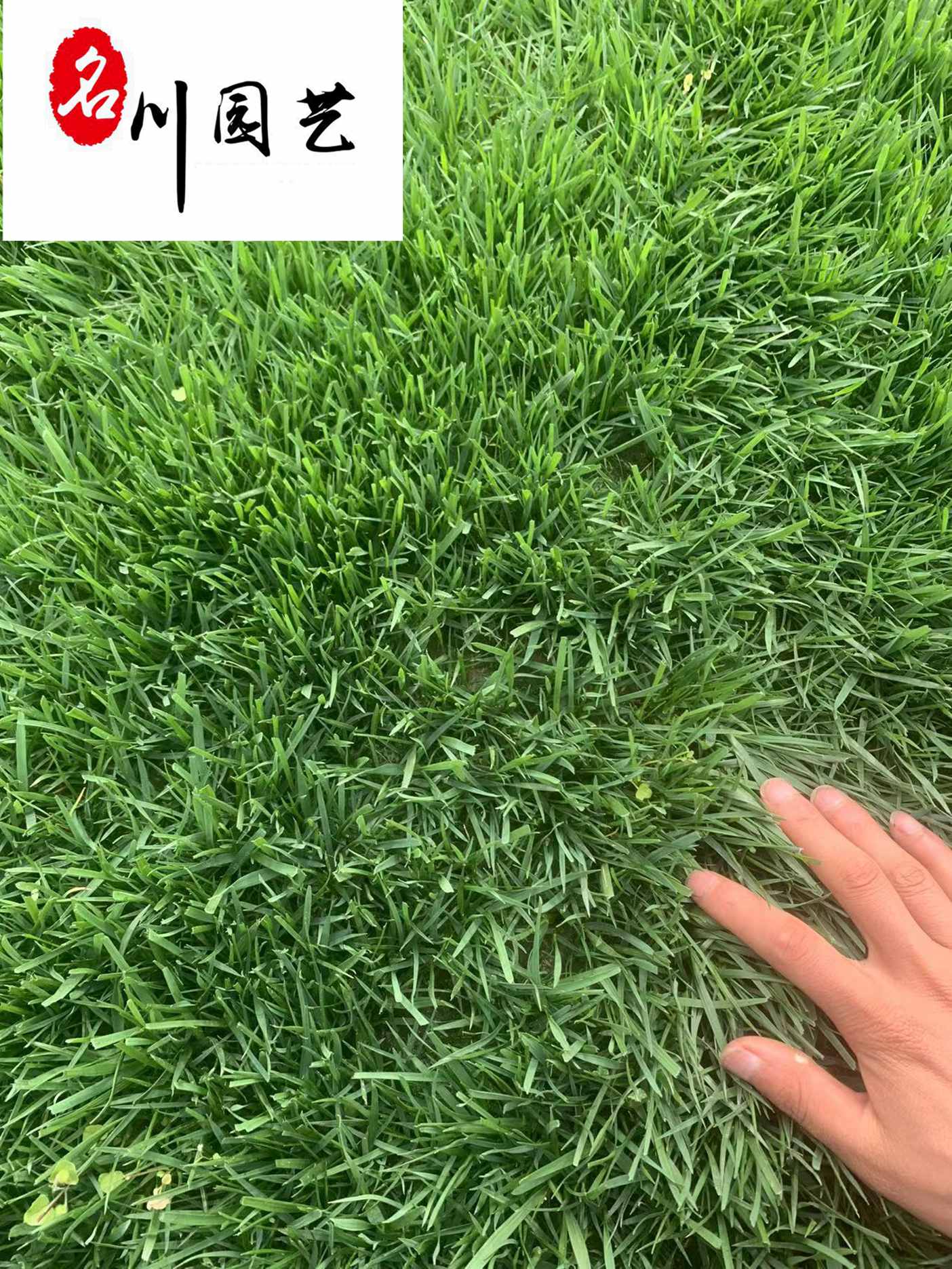 첥ƺl(f)ļGĴƺl(f)ă(yu)